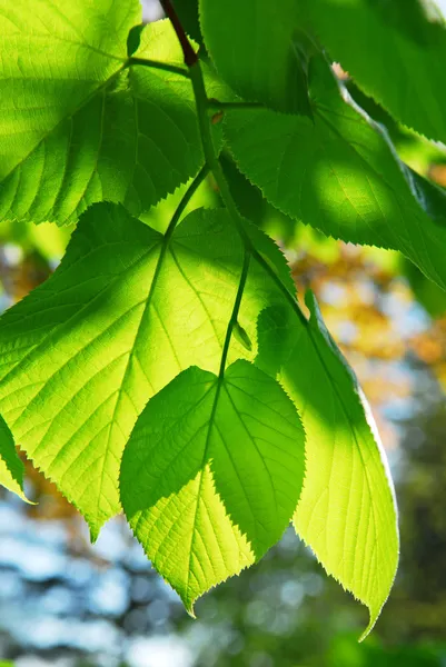 在阳光下发光的新鲜新绿色春天树叶上特写 — 图库照片