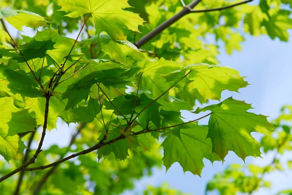 Bckground Yeni Yeşil Bahar Akçaağaç Yaprakları — Stok fotoğraf