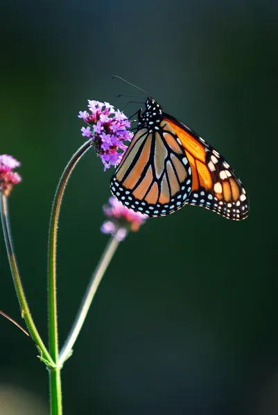 Mariposa Monarca Descansando Sobre Una Flor Rosa — Foto de Stock