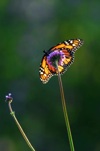 Mariposa Monarca Sentada Sobre Una Flor Retroiluminada Por Luz Del — Foto de Stock