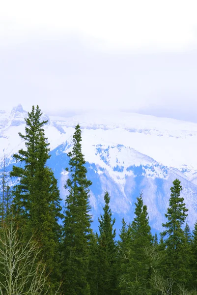 Landschaft Aus Hohen Schneebedeckten Bergen Mit Immergrünen Bäumen — Stockfoto