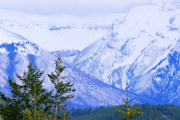 Paesaggio Alte Montagne Innevate Con Alberi Evegreen — Foto Stock