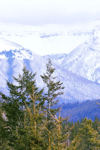 Paesaggio Alte Montagne Innevate Con Alberi Evegreen — Foto Stock