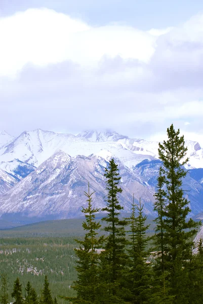 Paisaje Altas Montañas Nevadas Con Árboles Evegreen —  Fotos de Stock