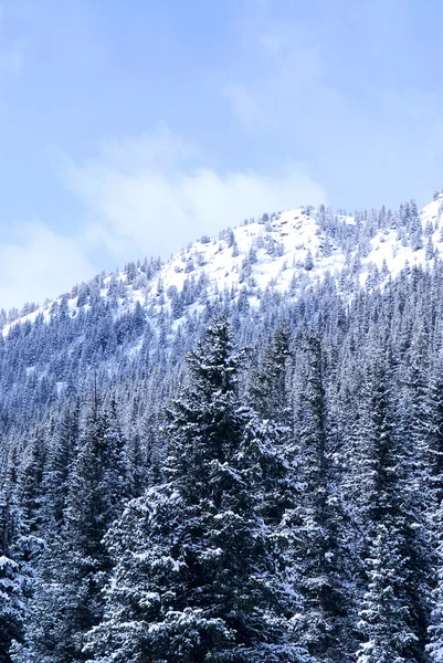 Χειμώνα Βουνά Καλυμμένα Χιονισμένα Έλατα — Φωτογραφία Αρχείου