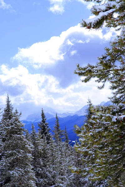 Χιονισμένα Βουνά Και Χιόνι Κάλυψε Δέντρα Στον Καναδικό Βραχώδη Όρη — Φωτογραφία Αρχείου