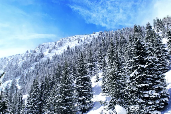 Paesaggio Montano Invernale Con Abeti Rossi Nelle Montagne Rocciose Canadesi — Foto Stock