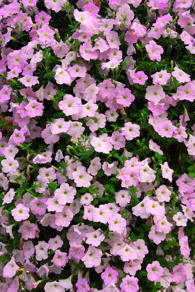 Petunia Floral Achtergrond Van Bloei Roze Bloemen — Stockfoto