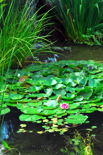 stock image Lanscape pond with aquatic plants and water lilies
