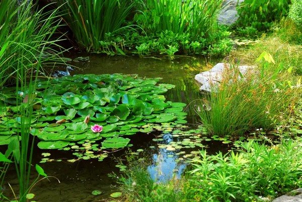 Pond landscaping — Stock Photo, Image