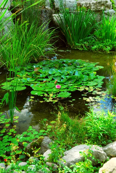 Natural Stone Pond Lanscaping Aquatic Plants Water Lilies — Stock Photo, Image