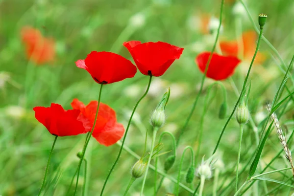 Poppy Flowers Growing Summer Meadow — Stock Photo, Image