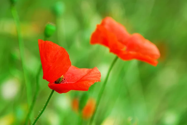 Poppy Flowers Growing Summer Meadow — Stock Photo, Image