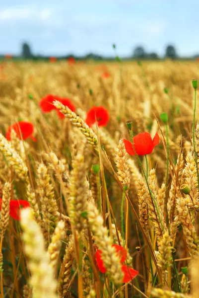 Grain and poppy field — Stock Photo, Image