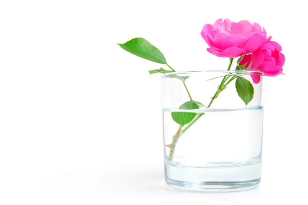 Hagebuttenblüte Glas Mit Klarem Wasser Reinheits Oder Frischekonzept — Stockfoto
