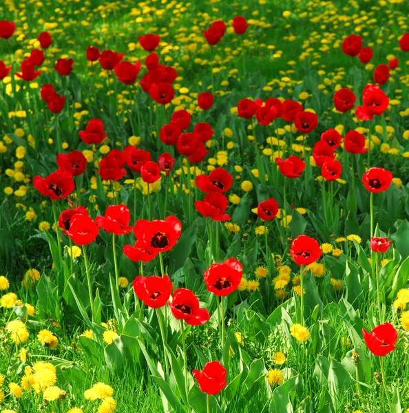 红色郁金香和盛开在春天的字段中的黄色蒲公英 — 图库照片