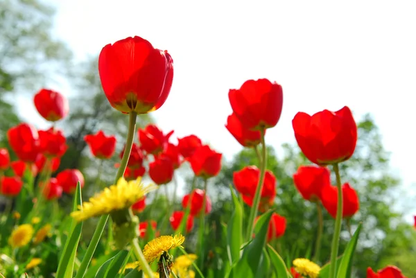 赤いチューリップおよびスプリング フィールドでは 白い背景に咲く黄色いタンポポ — ストック写真
