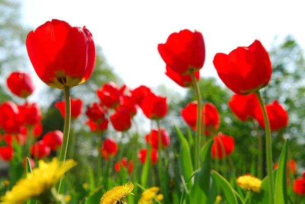 Champ de fleurs de tulipes — Photo