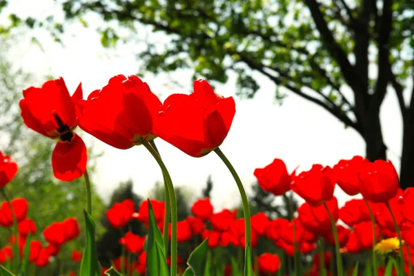 Red Τουλίπες Λουλούδια Ανθίζουν Ένα Πεδίο Άνοιξη Δέντρο Στο Παρασκήνιο — Φωτογραφία Αρχείου