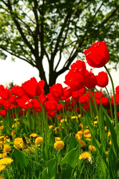 赤いチューリップおよびスプリング フィールドに咲くタンポポの黄色の花 — ストック写真