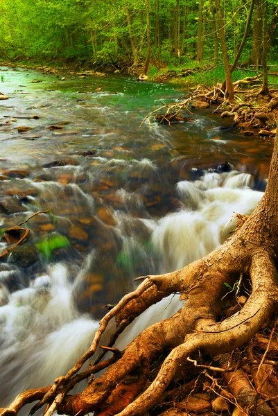 Río Que Fluye Entre Árboles Verdes Bosque —  Fotos de Stock
