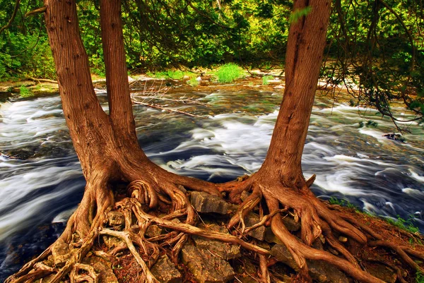 Řeka Tekoucí Mezi Zelenými Stromy Lese Dva Stromy Viditelným Kořeny — Stock fotografie