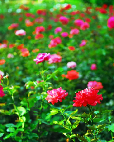 Hintergrund Des Blühenden Feldes Von Verschiedenen Rosen — Stockfoto