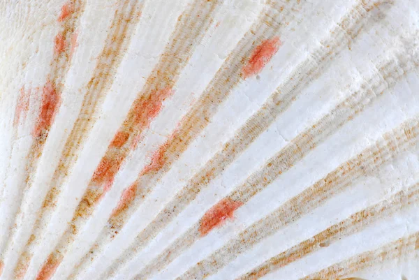 Bir Deniz Kabuğu Yüzey Aşırı Makro Görüntünün Arka Plan — Stok fotoğraf