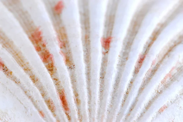 Deniz kabuğu yüzey — Stok fotoğraf