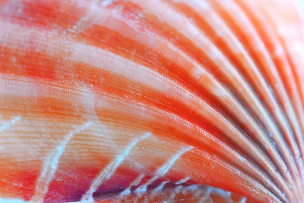 Seashell поверхні — стокове фото