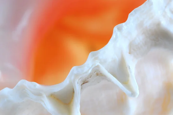 Seashell fragment — Stockfoto