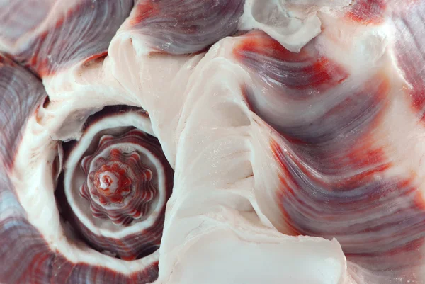 Extremes Makrobild Eines Muschelfragments — Stockfoto