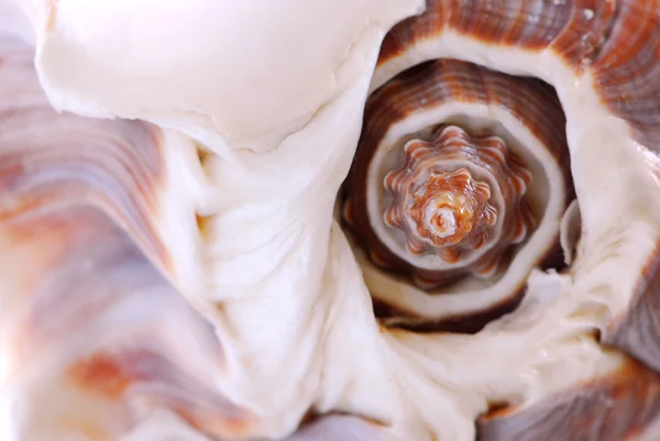 Seashell фрагмент — стокове фото