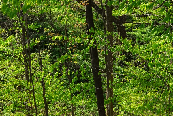 Groene lente bos — Stockfoto