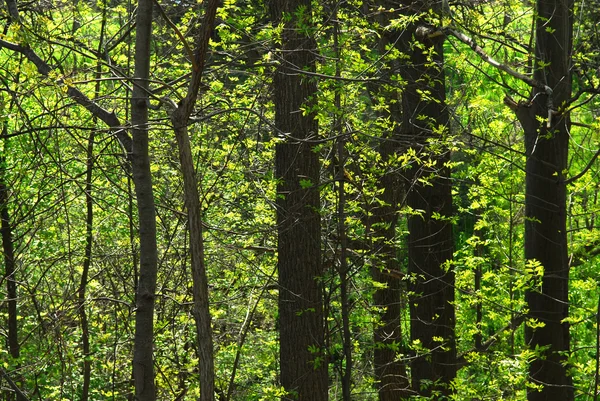 Tło Wiosna Zielony Las Podświetlany Przez Rano Słońce — Zdjęcie stockowe