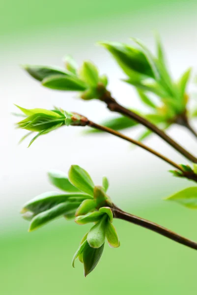 Wiosna zielone liście — Zdjęcie stockowe