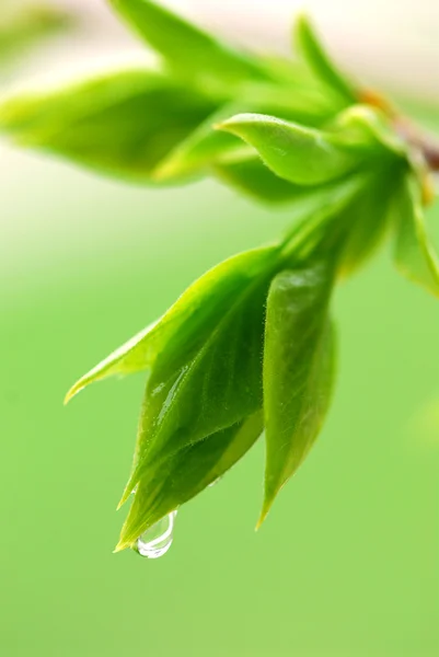 Frühling Grüne Knospende Blätter Mit Regentropfen Nahaufnahme — Stockfoto