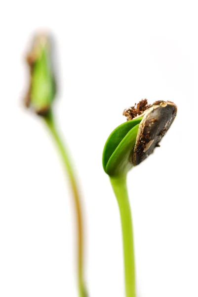 植物をヒマワリ芽に孤立した白い背景 — ストック写真