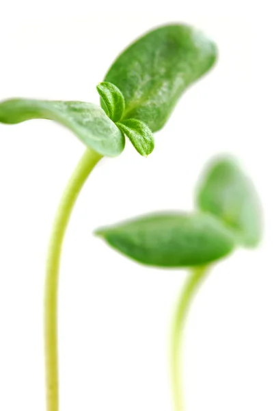 向日葵植物隔离在白色背景上的年轻芽苗菜 — 图库照片