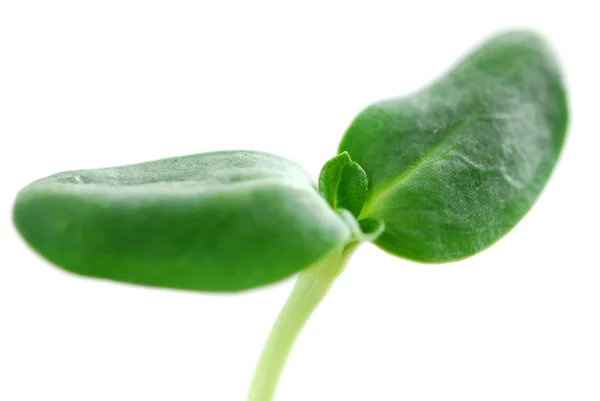 緑の芽 — ストック写真