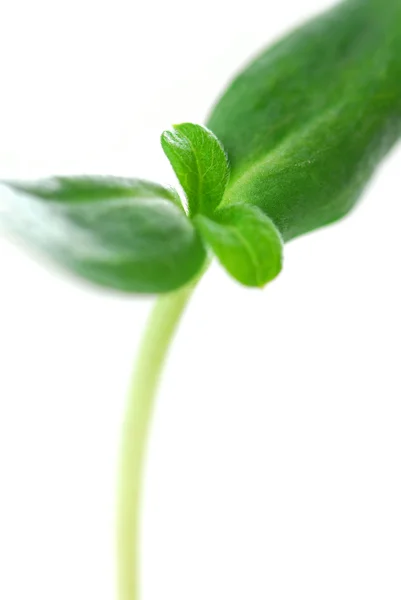 Mladý Výhonek Slunečnice Rostliny Izolovaných Bílém Pozadí — Stock fotografie