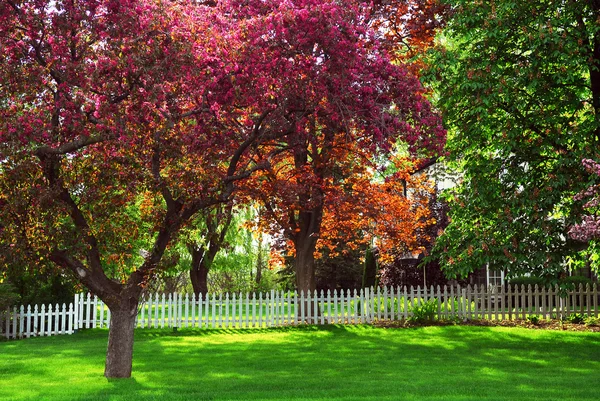 Весенний Сельский Ландшафт Белым Забором Цветущими Яблонями — стоковое фото