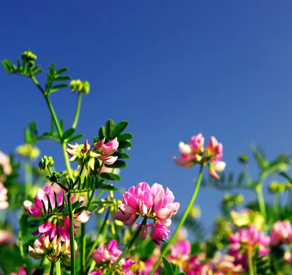 夏の牧草地の背景に咲くピンク花王冠レンゲと明るい青空 — ストック写真