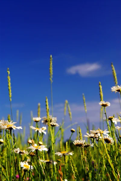 Zomer Weide Achtergrond Met Bloeiende Daisy Bloemen Heldere Blauwe Hemel — Stockfoto