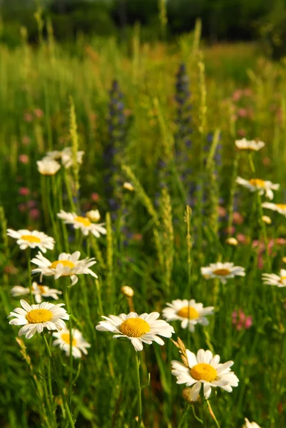 Lato Łąka Tło Kwitnące Kwiaty Daisy Zielonej Trawy — Zdjęcie stockowe
