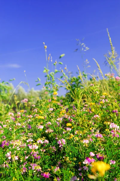 Fundo Prado Verão Com Várias Flores Silvestres Florescentes Gramíneas Verdes — Fotografia de Stock