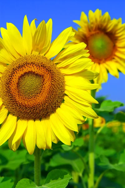 Close Sunflowers Blooming Sunflower Field — Stock Photo, Image