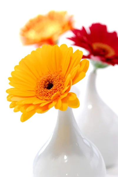 非洲菊鲜花隔离作为室内设计元素在白色背景上的三个花瓶 — 图库照片