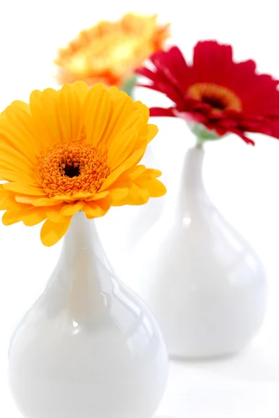 非洲菊鲜花隔离作为室内设计元素在白色背景上的三个花瓶 — 图库照片