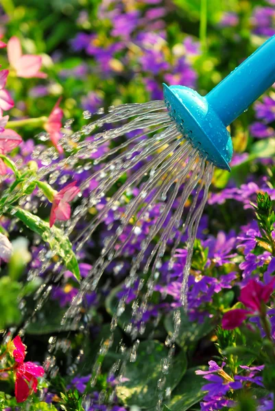 Watering flowers — Stock Photo, Image